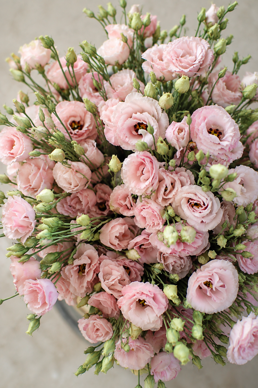 Schönkelch Corelli™ Light Pink F1 | Eustoma grandiflorum | Gruppe 3