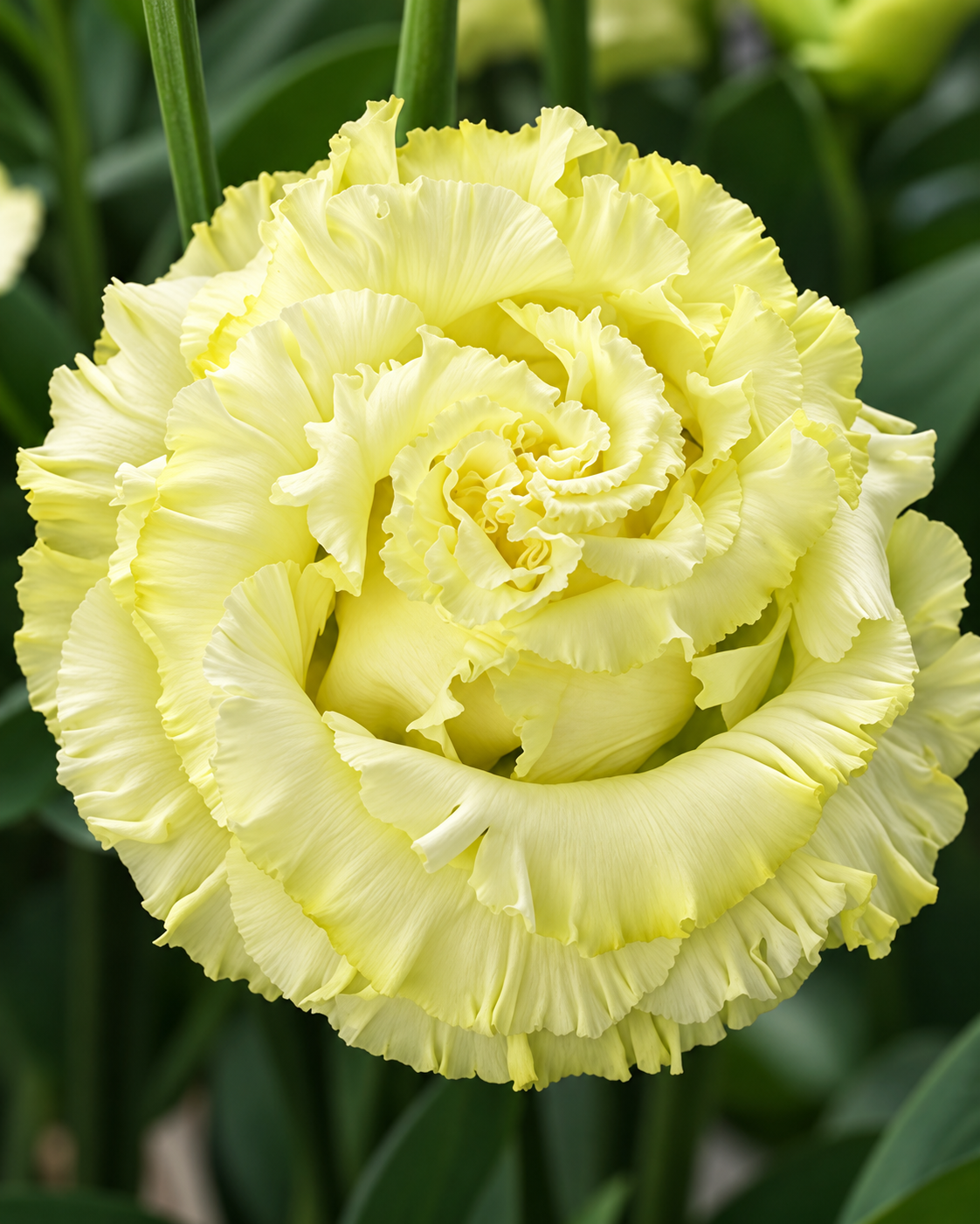 Eustoma grandiflorum Corelli Sugoi™ Yellow F1 | Group 3 Lisianthus