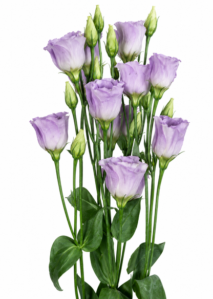 Eustoma grandiflorum Piccolo® Lavender F1 | Group 2 Lisianthus