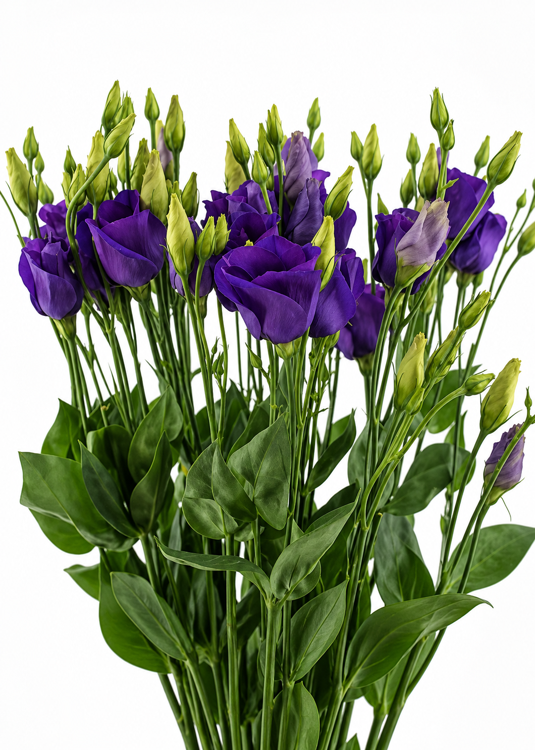 Eustoma grandiflorum Piccolo® Violet F1 | Group 2 Lisianthus