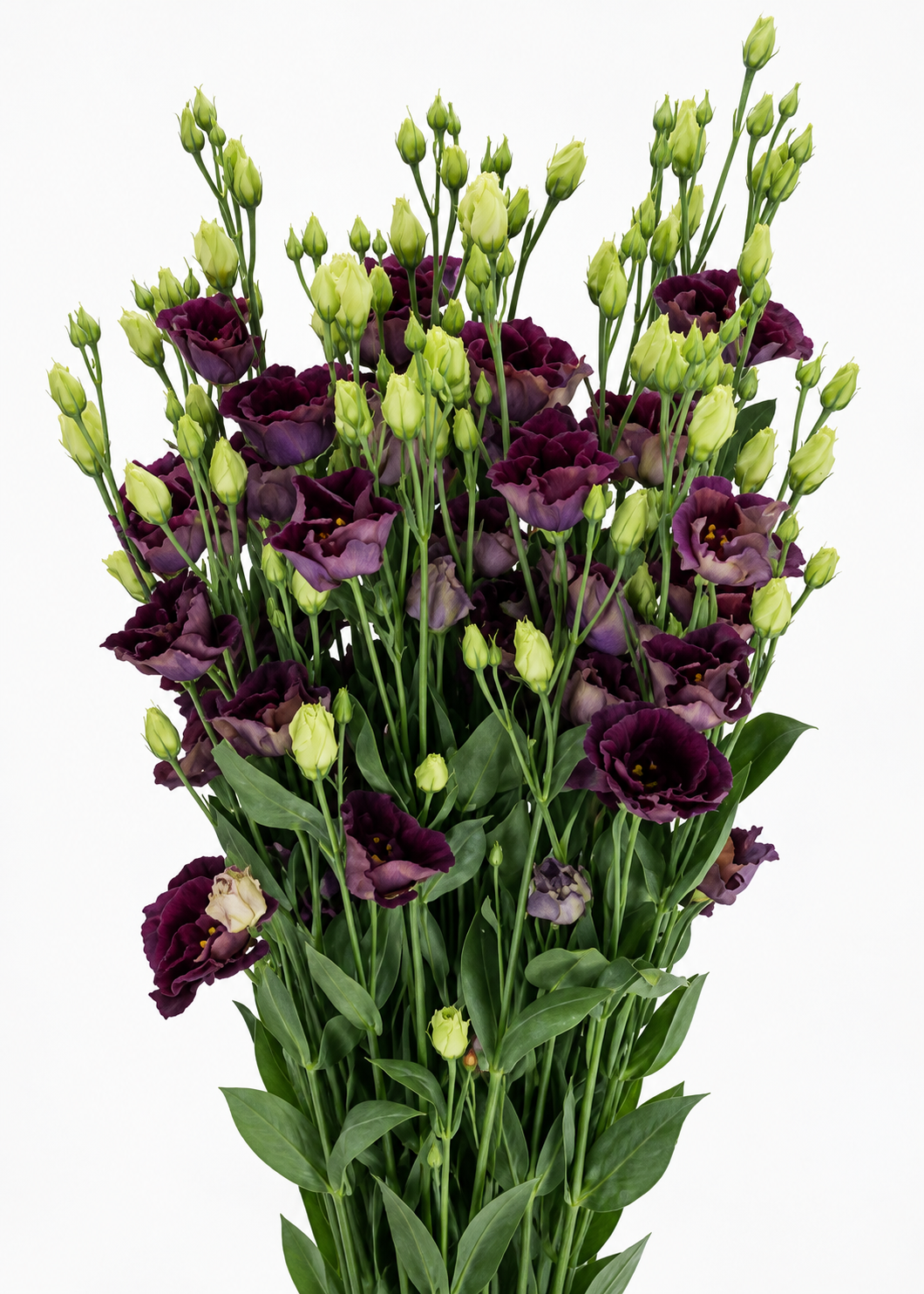 Eustoma grandiflorum Rosanne Black Pearl F1 | Group 1 Lisianthus