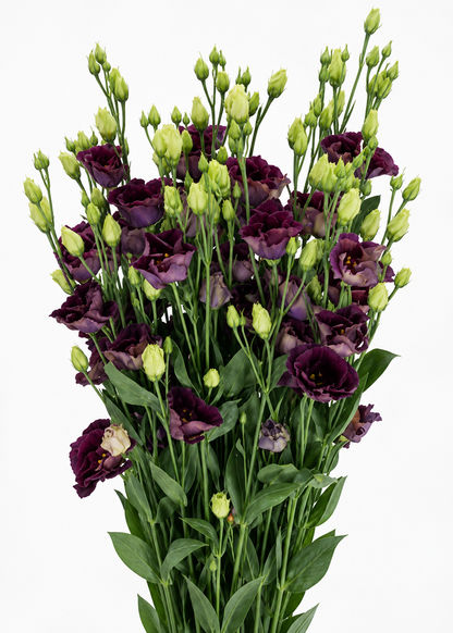 Eustoma grandiflorum Rosanne Black Pearl F1 | Group 1 Lisianthus