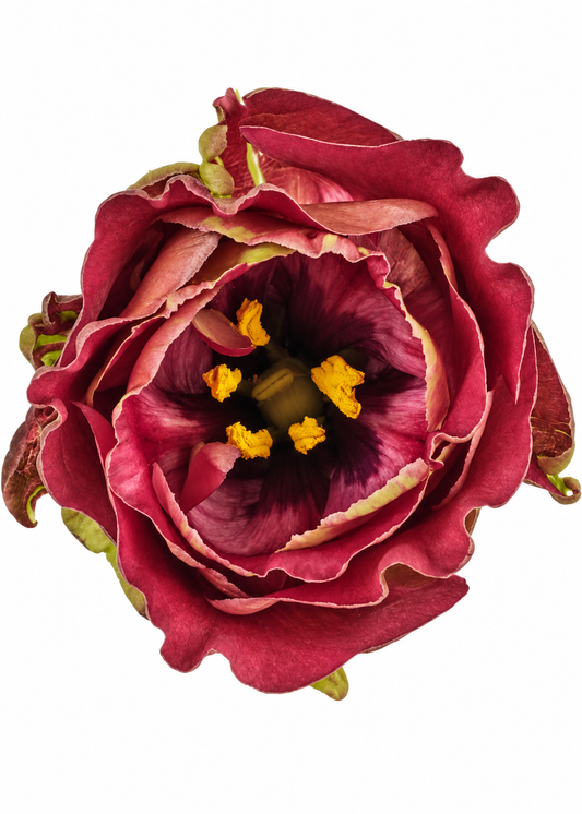 Eustoma grandiflorum Rosanne Brown F1 | Group 3 Lisianthus