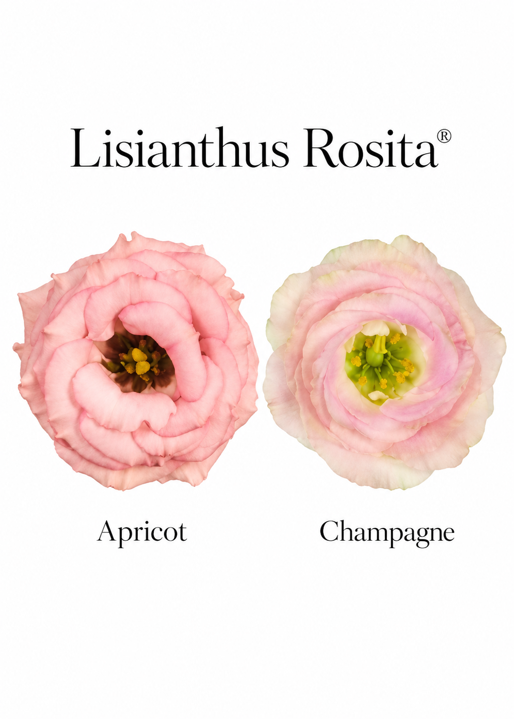 Эустома Rosita® Apricot F1 | Eustoma grandiflorum | Группа 2