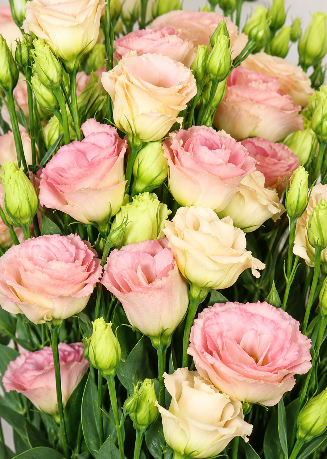 Eustoma grandiflorum Rosita® Champagne F1 | Group 3 Lisianthus