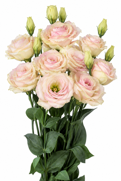 Eustoma grandiflorum Rosita® Champagne F1 | Group 3 Lisianthus