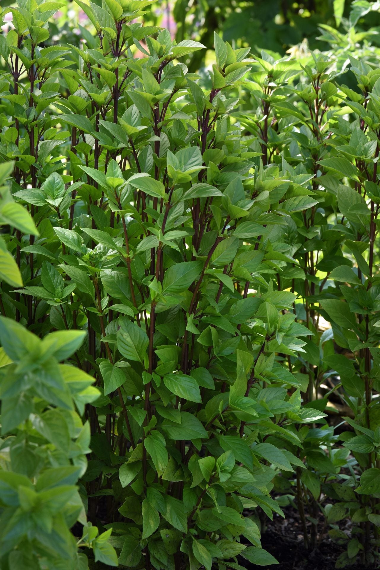 Everleaf Thai Towers Basil | Ocimum basilicum | Aromatic Thai Basil therapyofflowers.com