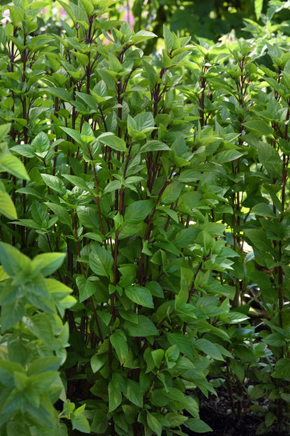 Everleaf Thai Towers Basil | Ocimum basilicum | Aromatic Thai Basil therapyofflowers.com