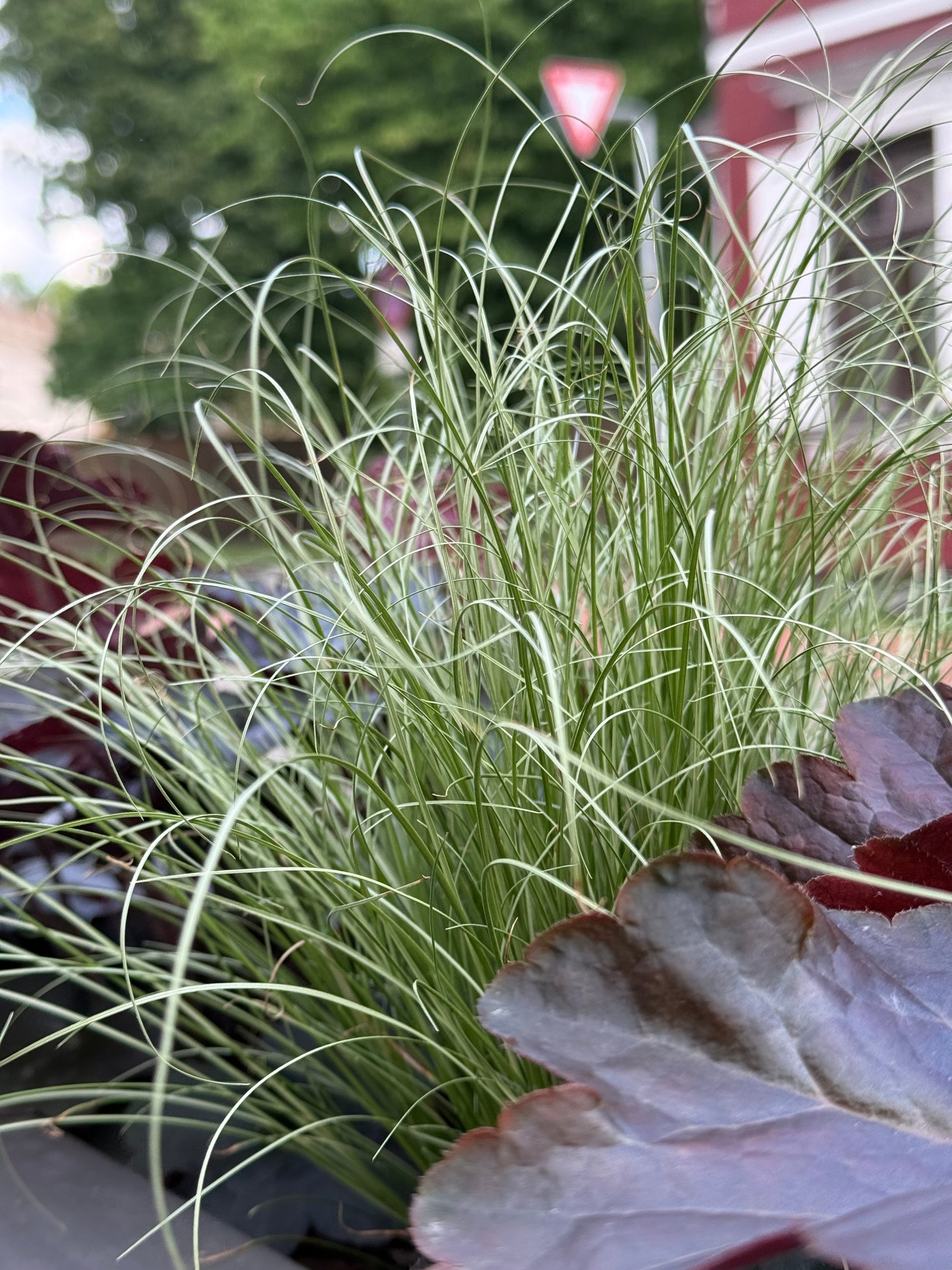 Carex comans Amazon Mist | New Zealand Hairy Sedge | Pelleted therapyofflowers.com