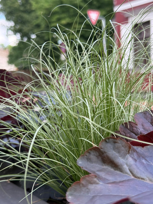 Carex comans Amazon Mist | New Zealand Hairy Sedge | Pelleted therapyofflowers.com