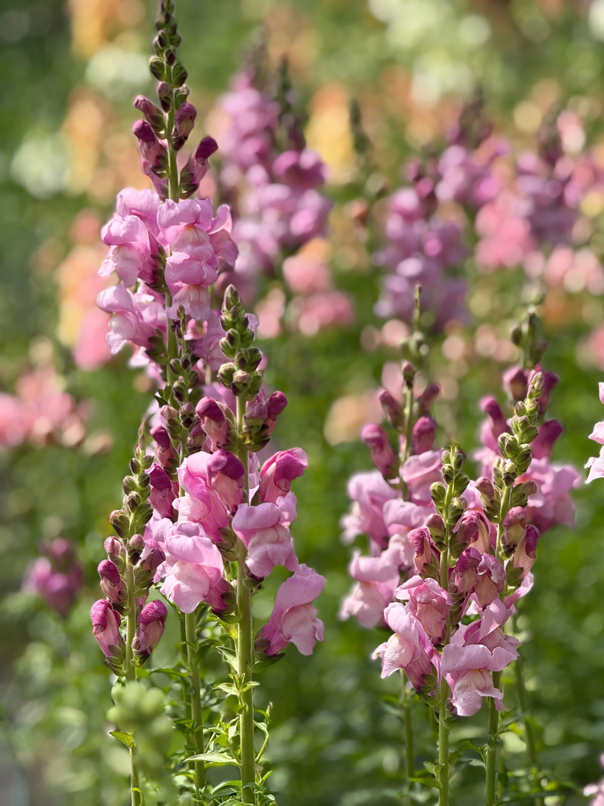 Snapdragon Maryland Lavender F1 | Group 1,2 | Antirrhinum majus therapyofflowers.com