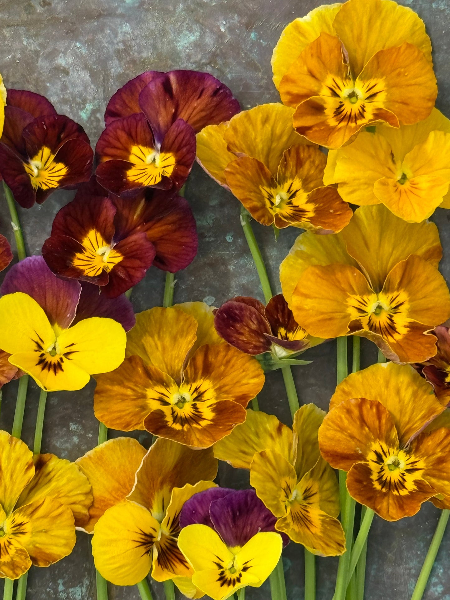 Viola cornuta Brush Strokes | Horned Pansy | Historic Striped Violas therapyofflowers.com