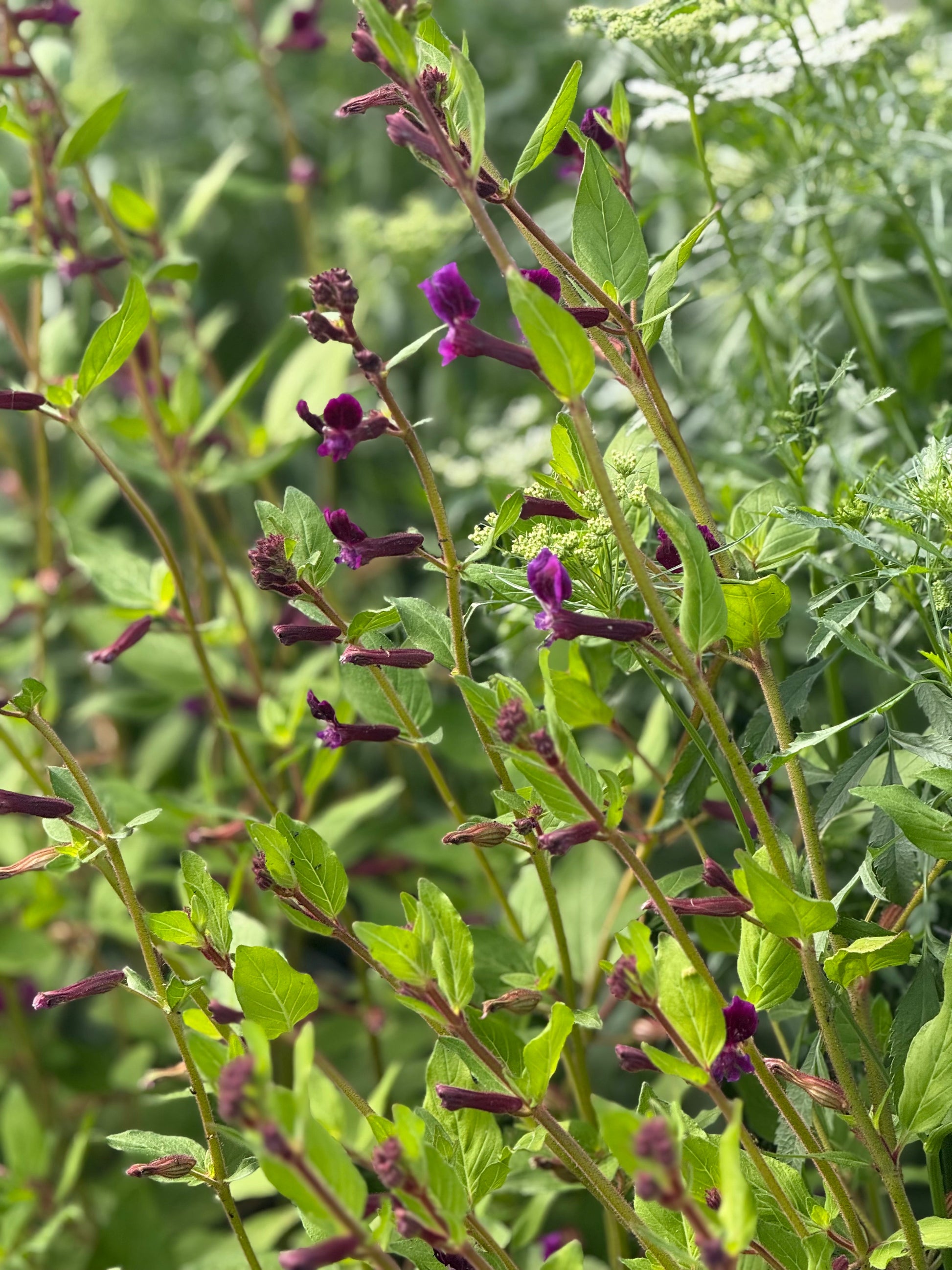 Cuphea lanceolata Purple Passion | Bat-faced Cuphea therapyofflowers.com