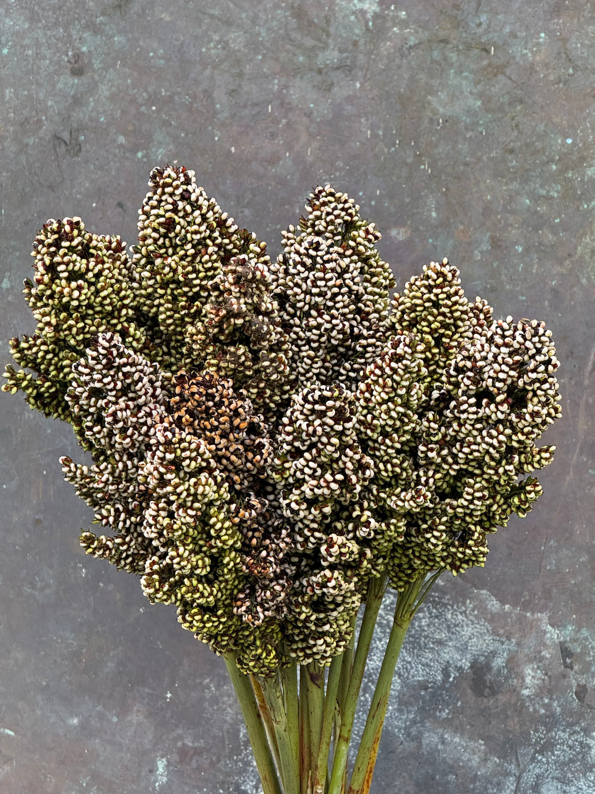 Sorghum nigricans Milaan White | Great Millet