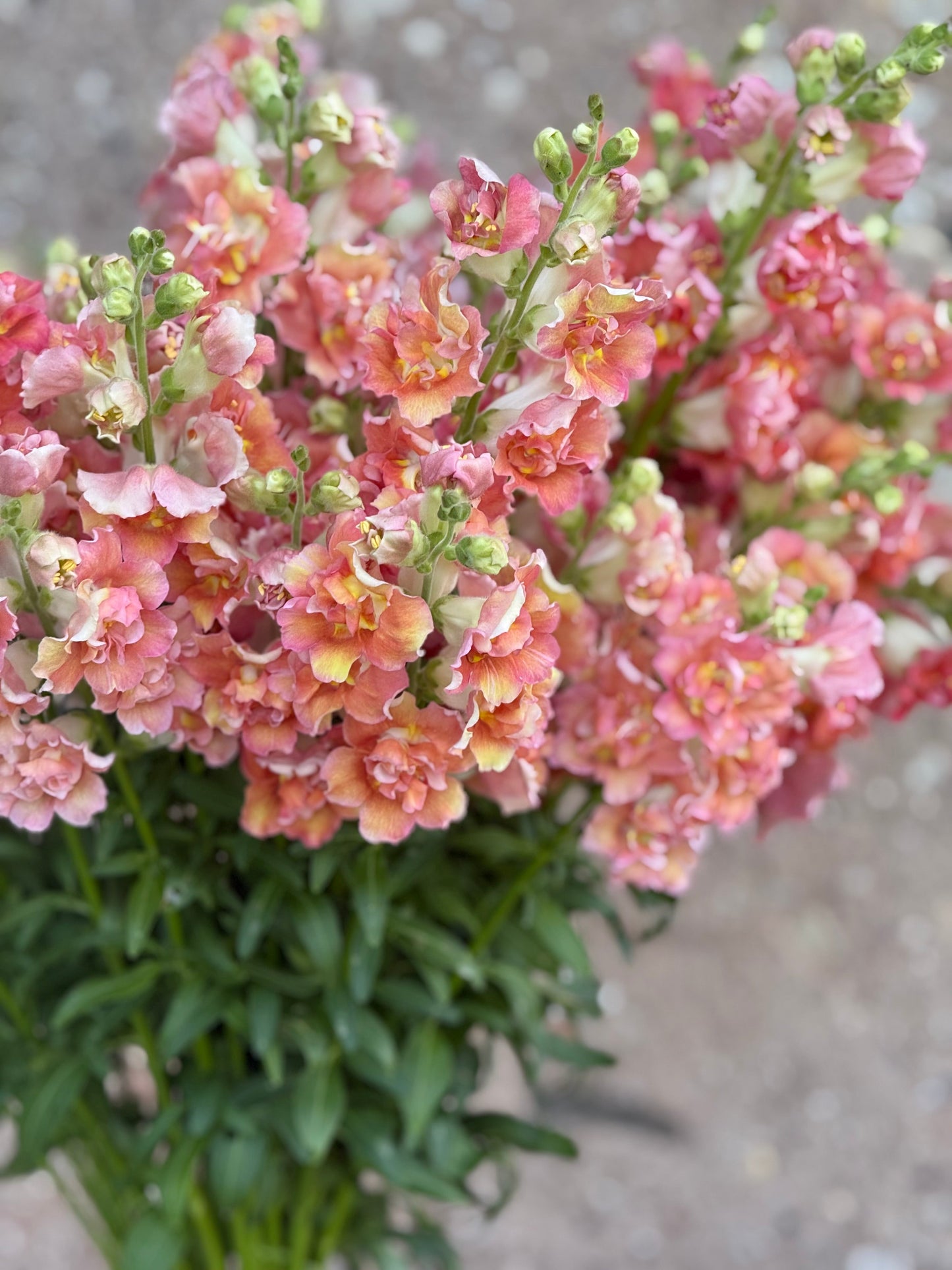 Snapdragon Madame Butterfly™ Bronze/White | Group 3,4 | Antirrhinum majus therapyofflowers.com