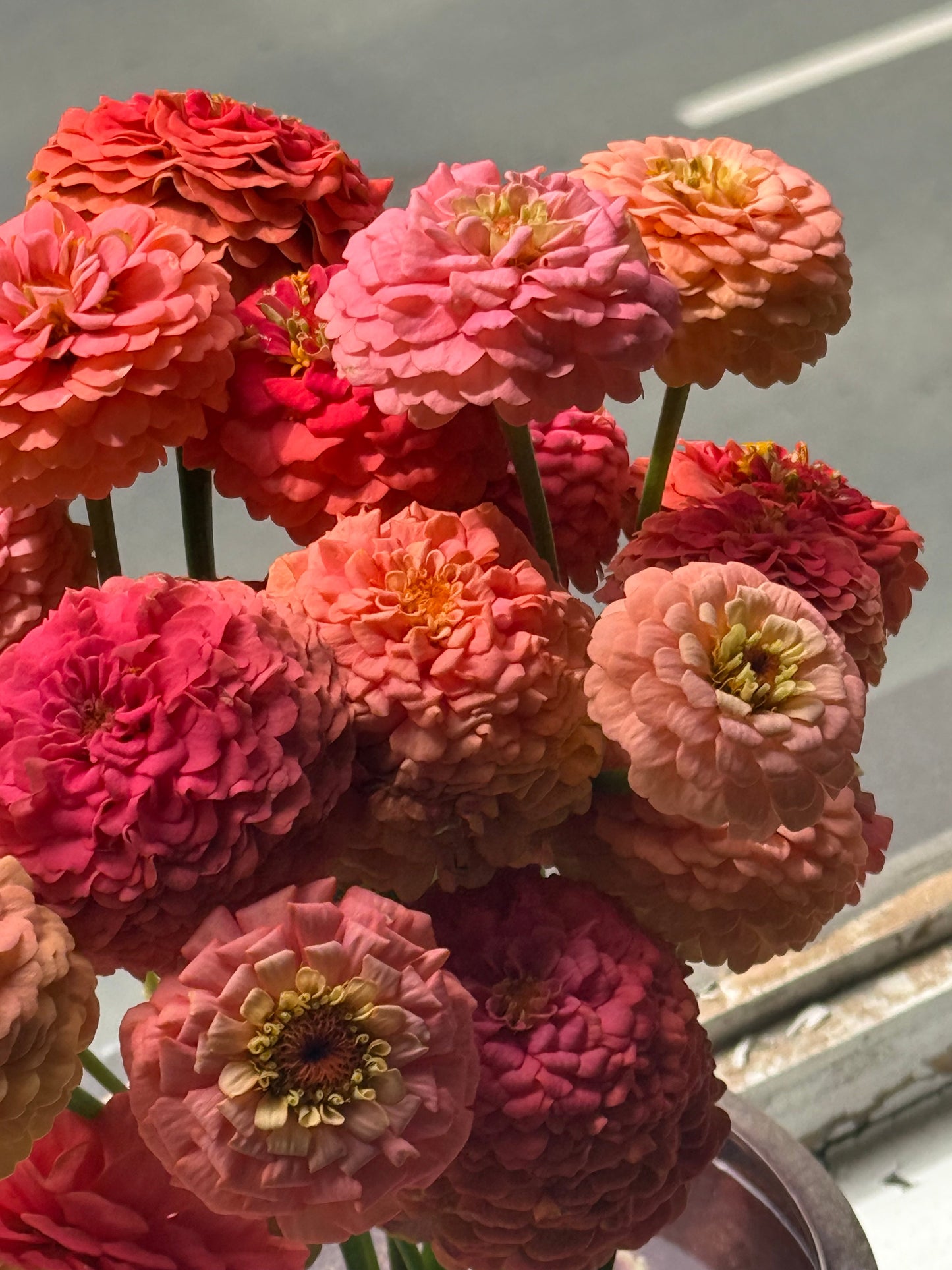 Zinnia elegans OKLAHOMA Salmon | Cut Flower Zinnia therapyofflowers.com