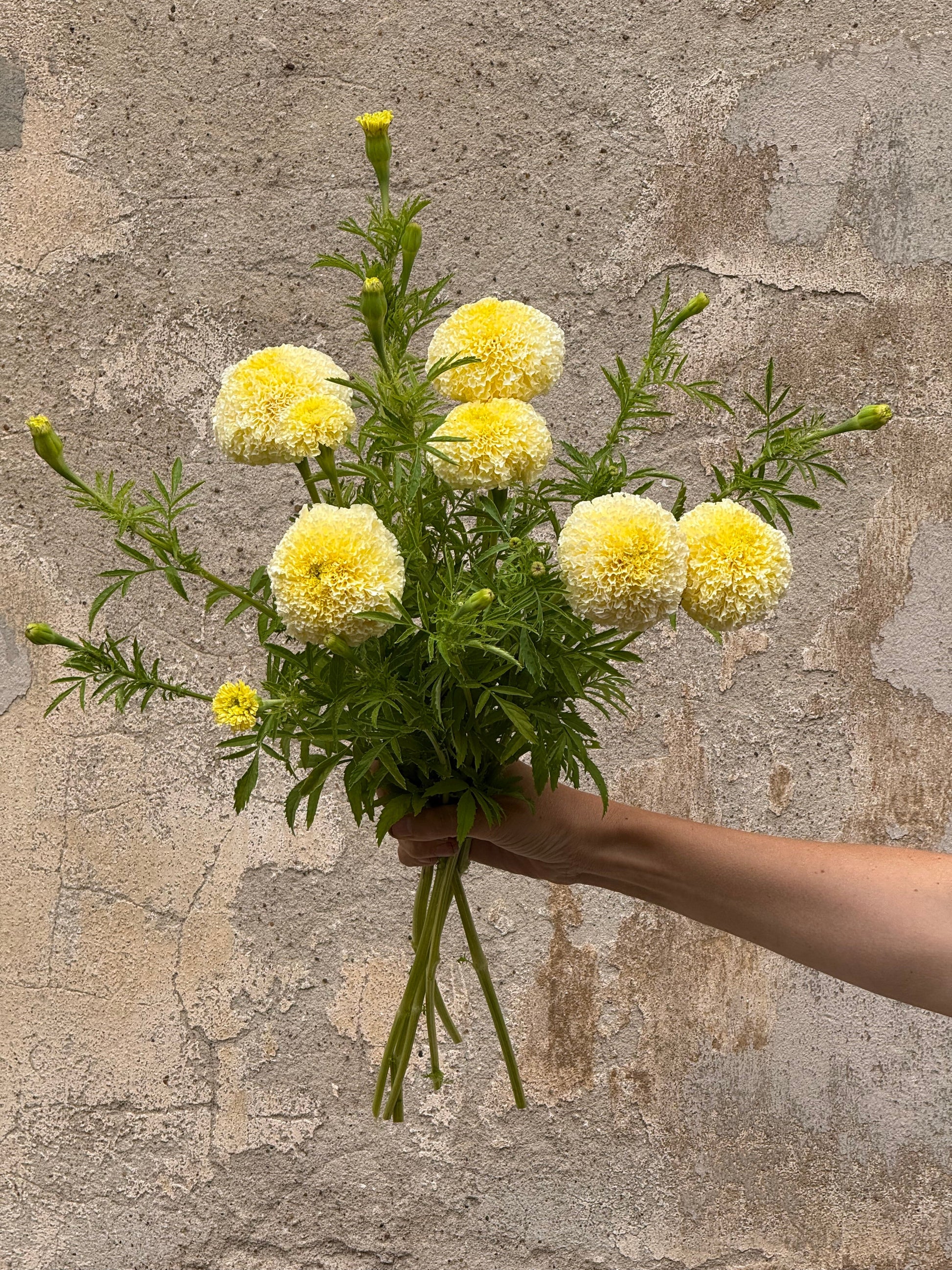 Tagetes erecta Swan White F1 | African Marigold | 60-65cm | White Cut Flower Variety therapyofflowers.com