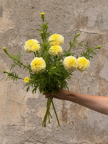 Tagetes erecta Swan White F1 | African Marigold | 60-65cm | White Cut Flower Variety therapyofflowers.com