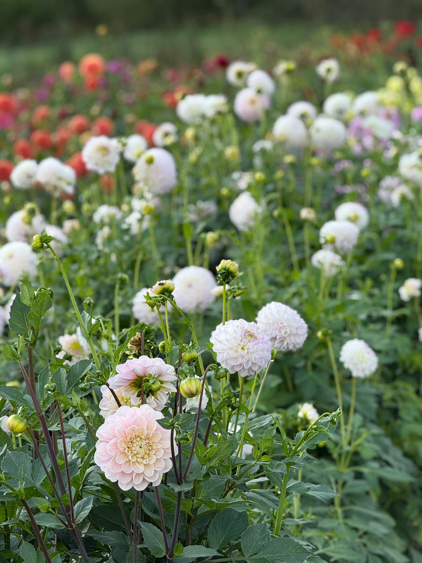 Dahlia Aprīļa Pilieni | Cut Flower Quality therapyofflowers.com