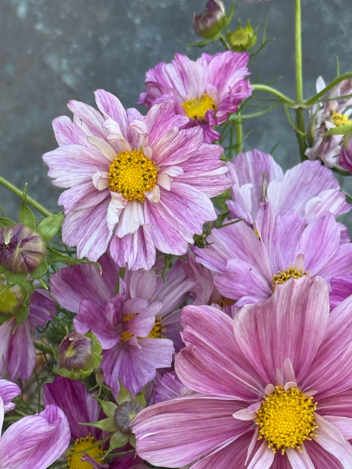 Cosmos bipinnatus Rosetta | For Arranging and Wedding work therapyofflowers.com