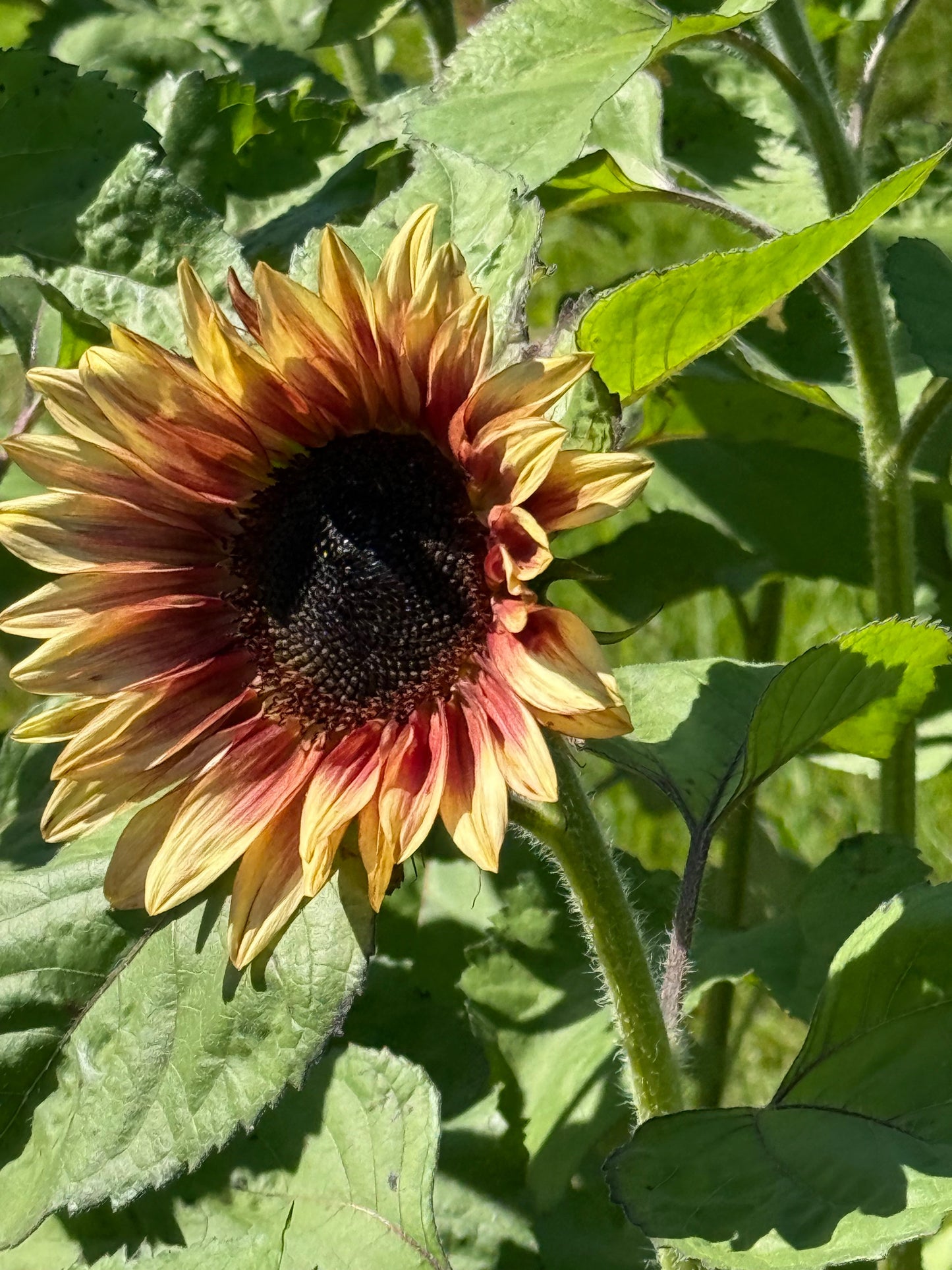 Sunflower ProCut® Plum F1 | Helianthus annuus therapyofflowers.com