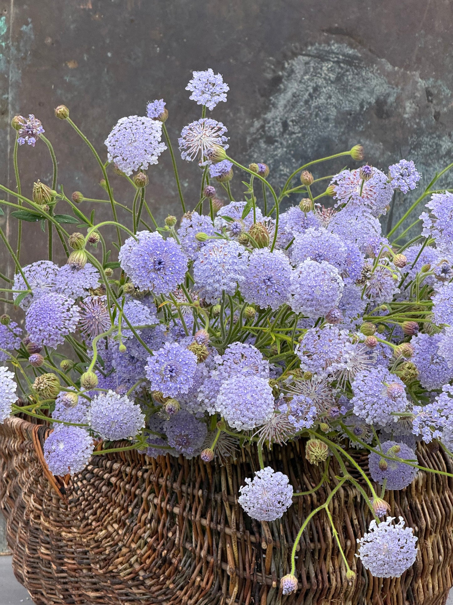 Trachymene coerulea Lavender Blue | Lace Flower | Didiscus therapyofflowers.com