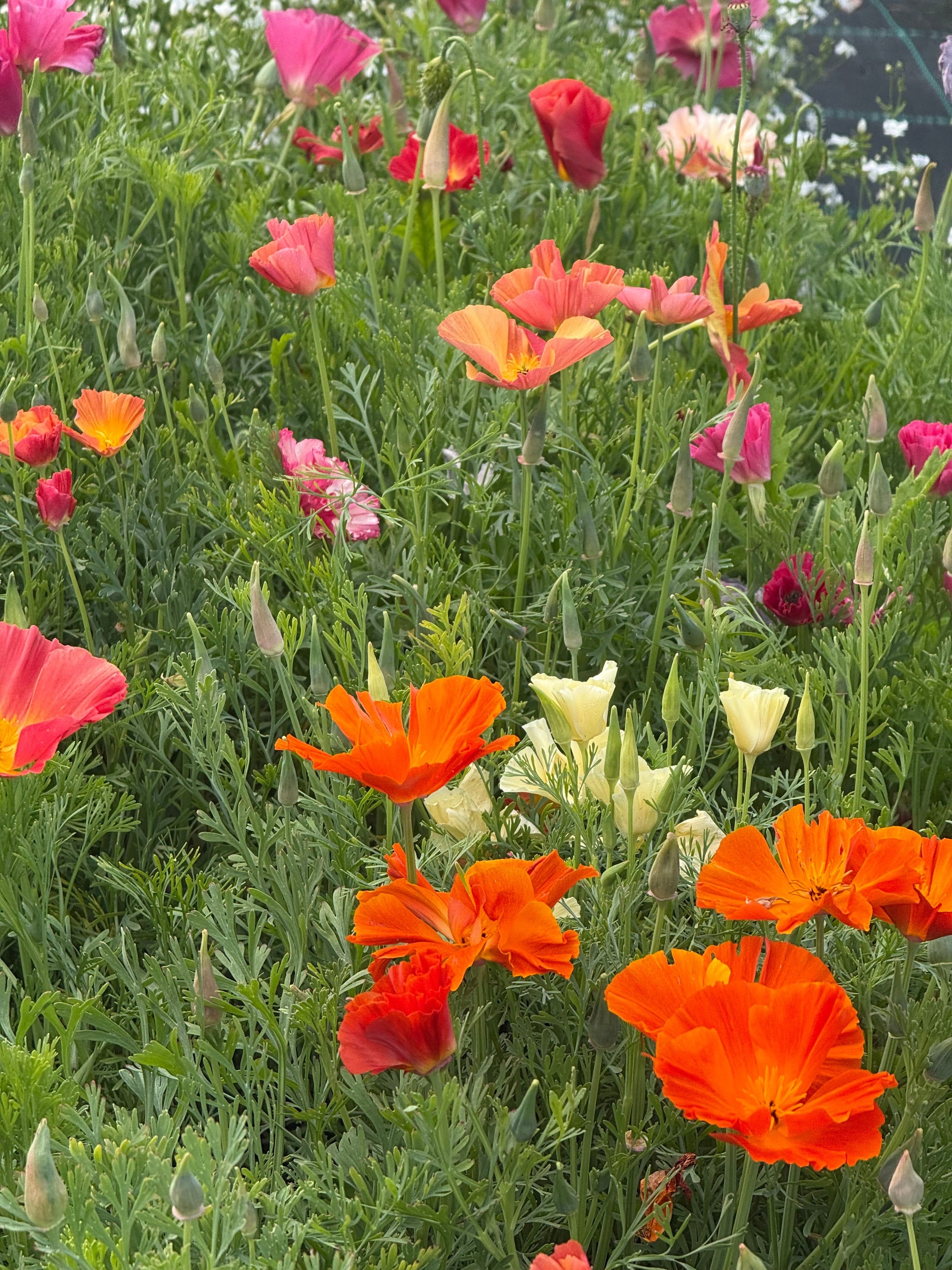 Eschscholzia californica Thai Silk Mixture | California Poppy therapyofflowers.com