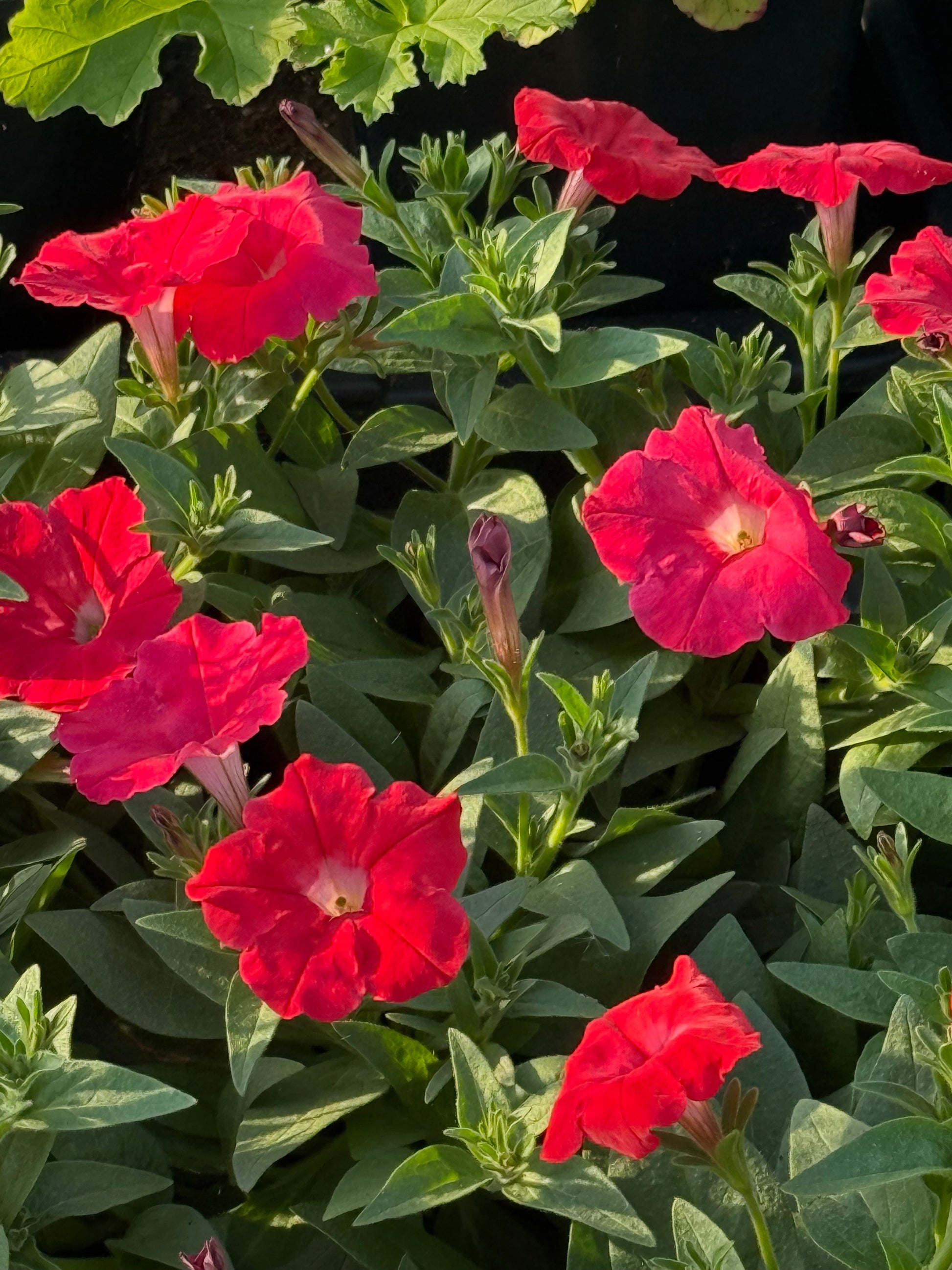 Petunia x Hybrida Pendolino Sensation Salmon-Orange F1 | Italian Petunia | Pelleted therapyofflowers.com