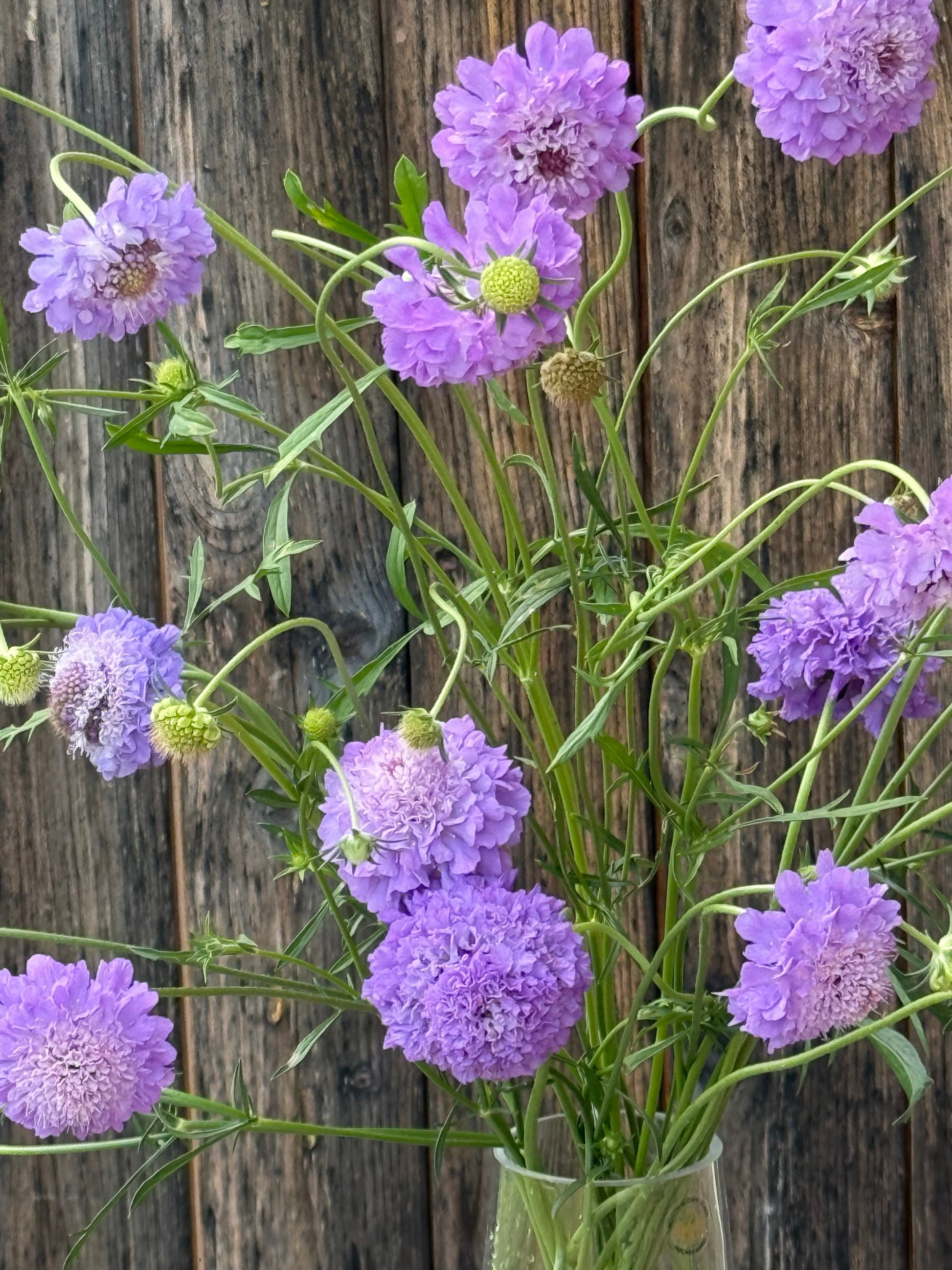 Scabiosa atropurpurea Oxford Blue | Sweet Scabious | Pincushion Flower therapyofflowers.com