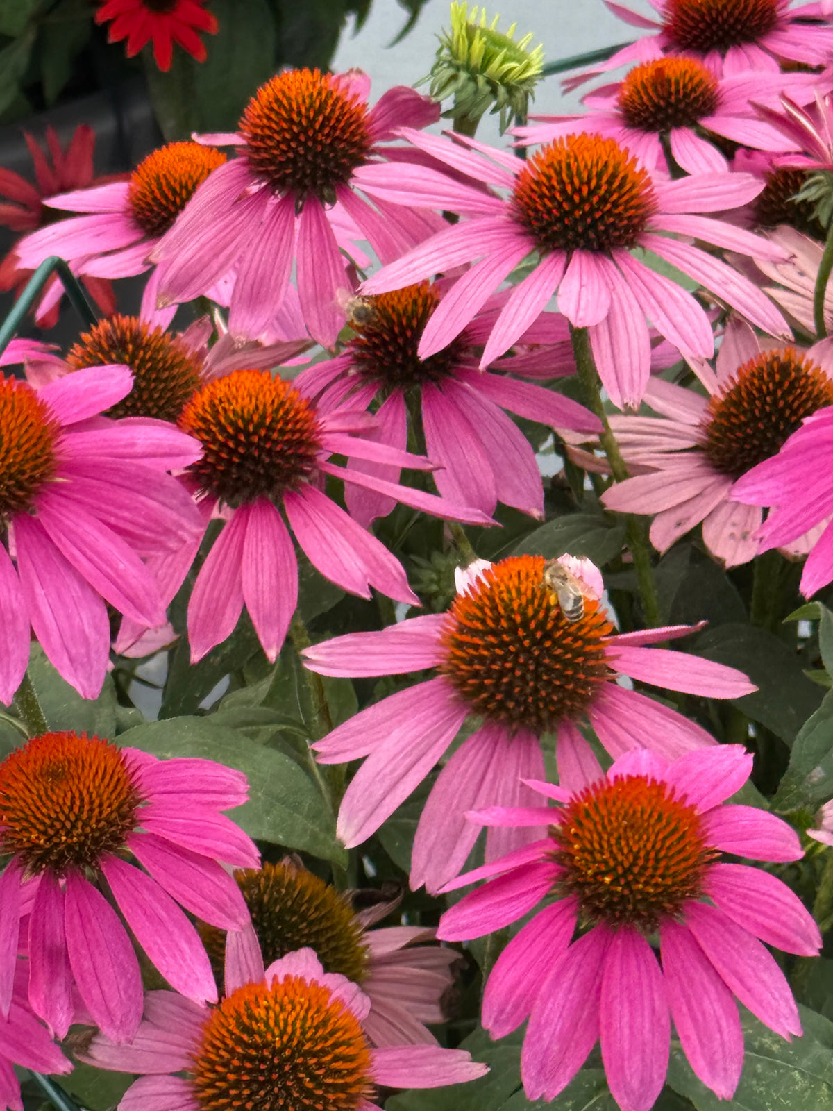 Echinacea purpurea PollyNation™ Golden Summer Mix | Coneflower therapyofflowers.com