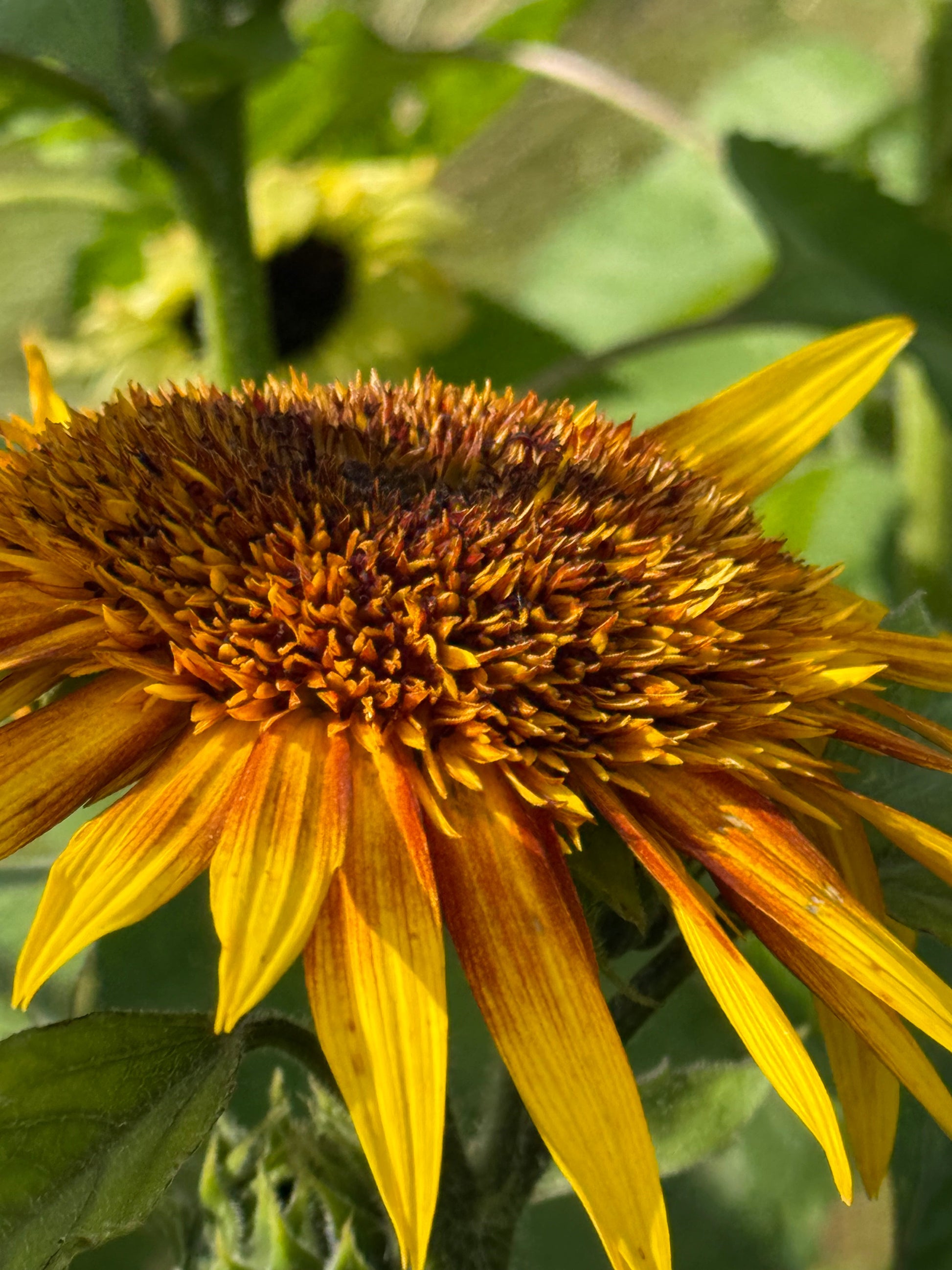 Sunflower Astra Yellow Brown F1 | Helianthus annuus | Multiple blooms on a single stem therapyofflowers.com