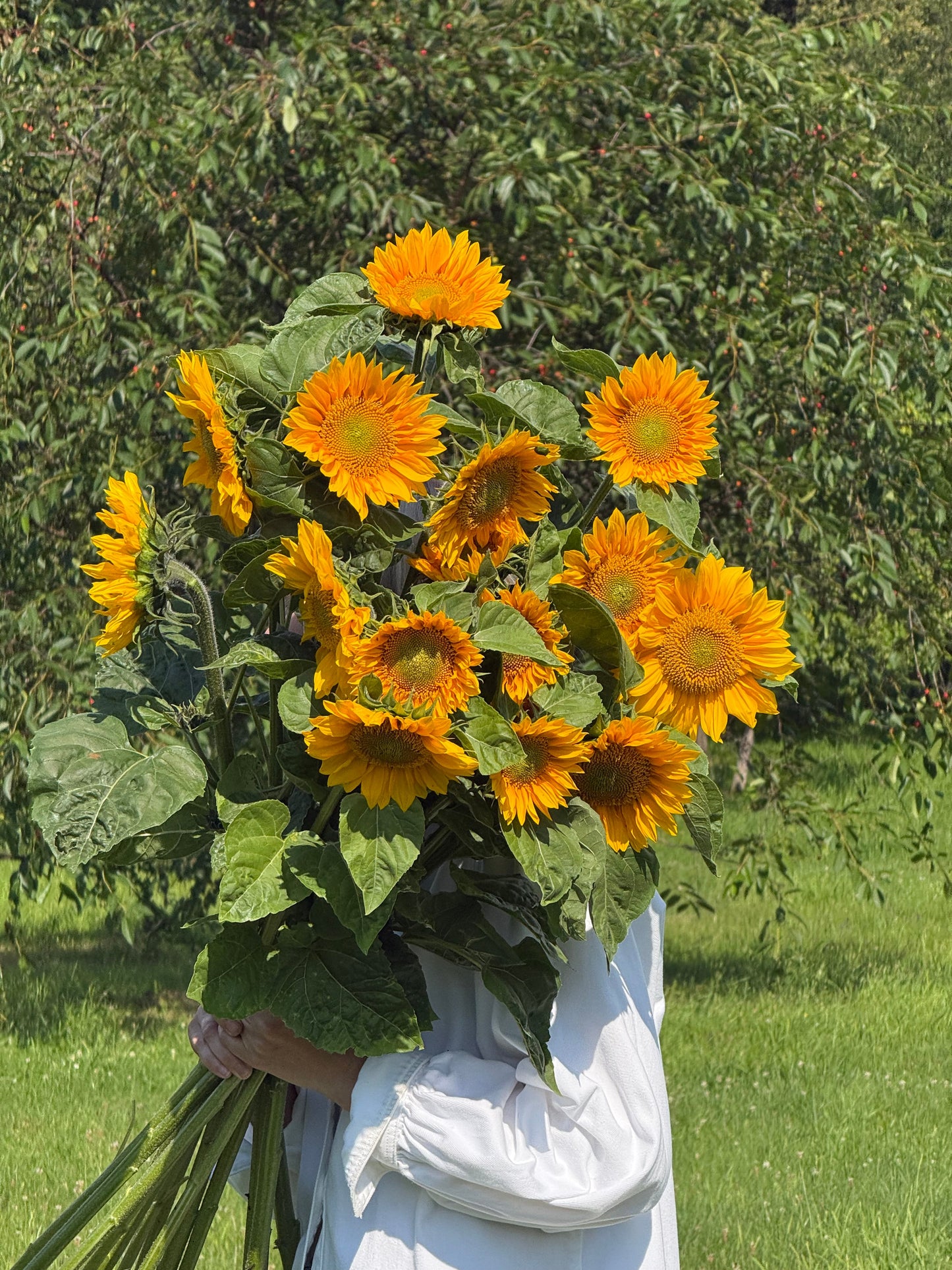 Sunflower ProCut® Gold Lite DMR F1 | Helianthus annuus therapyofflowers.com
