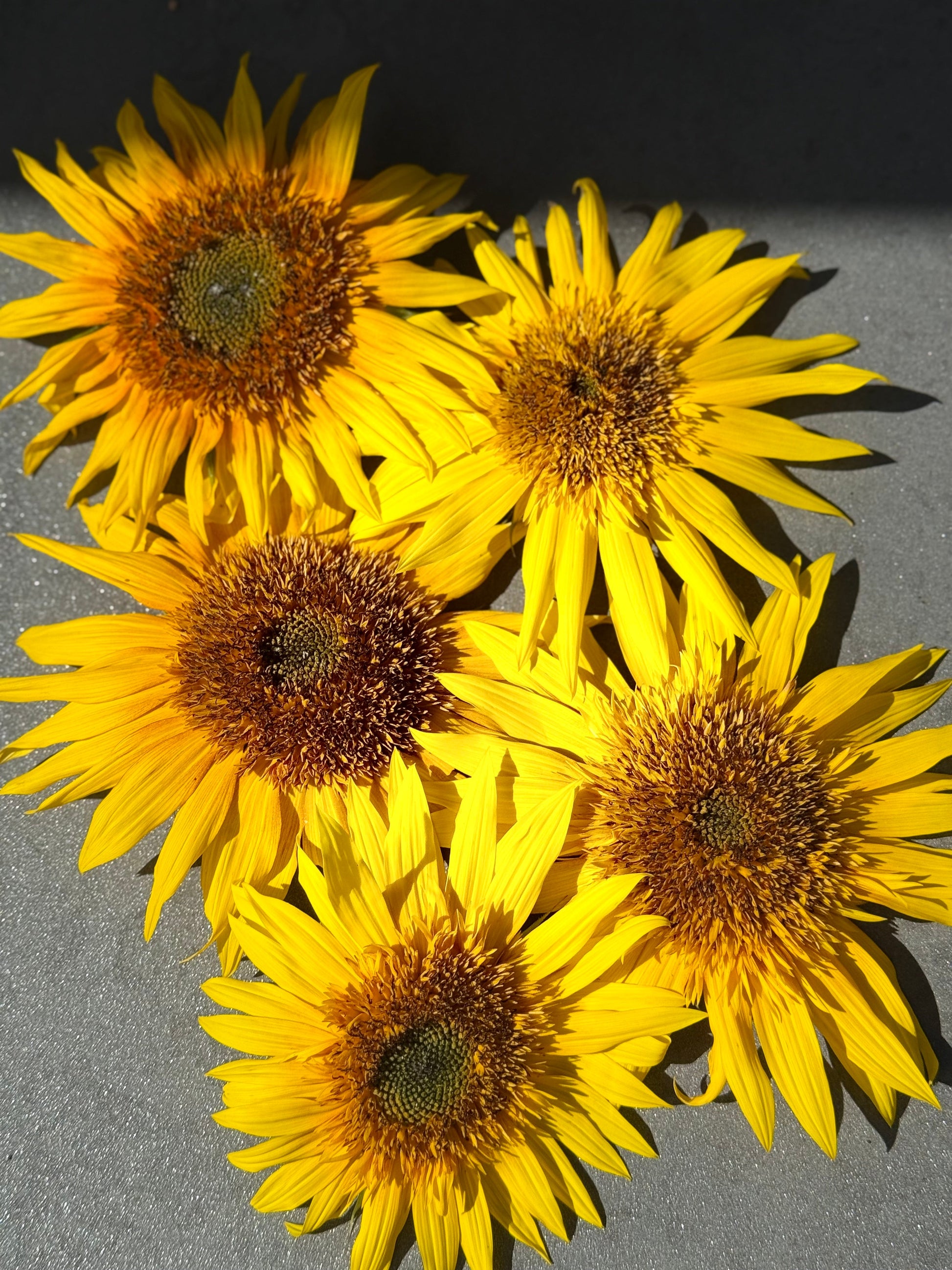 Sunflower Astra Yellow Brown F1 | Helianthus annuus | Multiple blooms on a single stem therapyofflowers.com