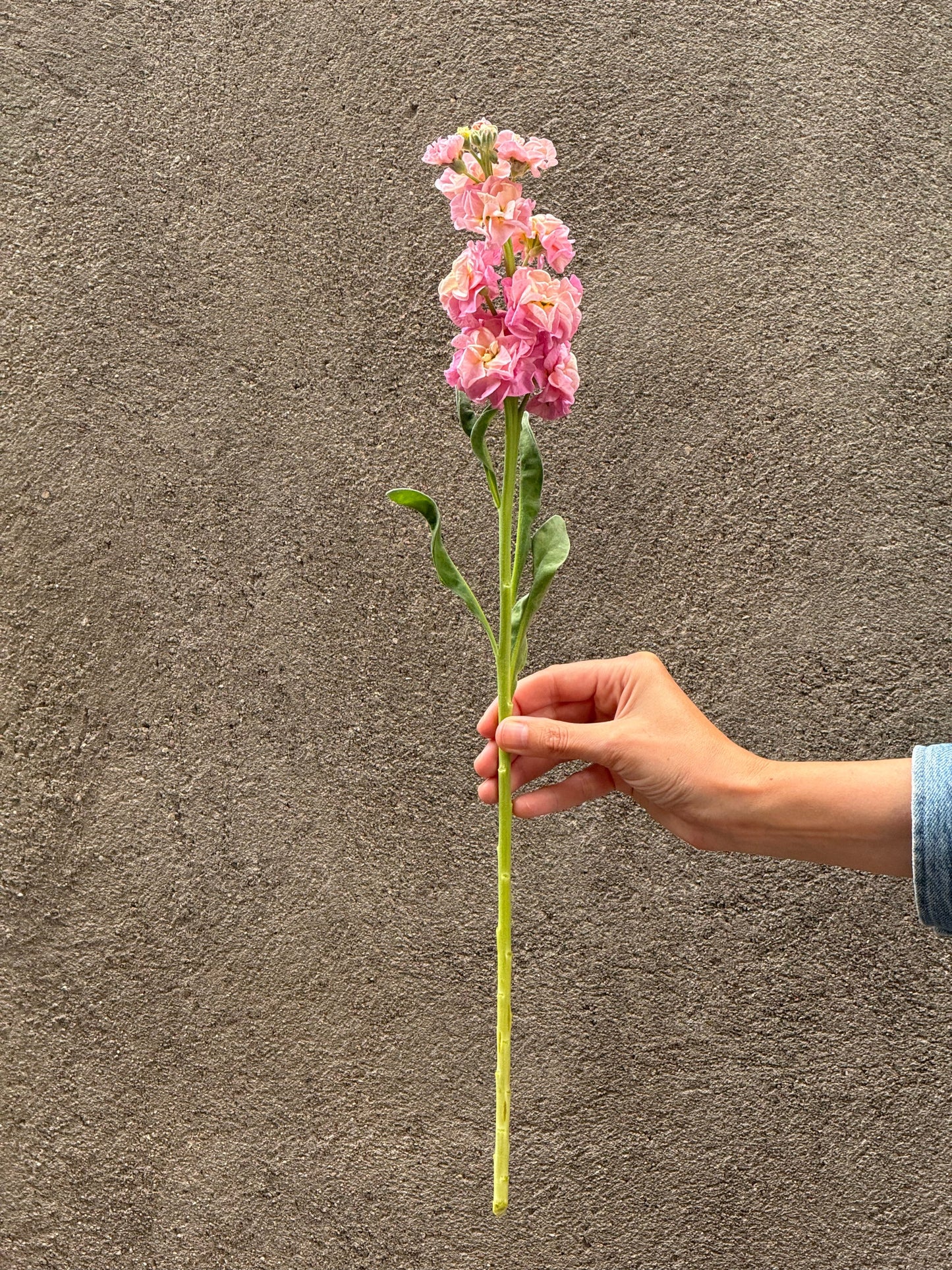 Matthiola incana StoX® Champagne | Stock therapyofflowers.com