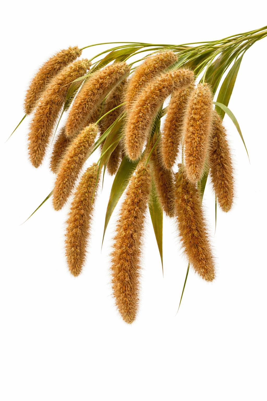 Setaria macrocheata | Wild Foxtail Grass | Meadow & Naturalistic Planting therapyofflowers.com
