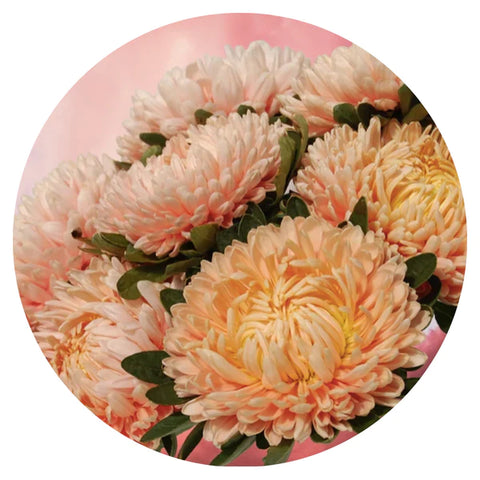 Aster Chrisantella Flamingo at Sunset