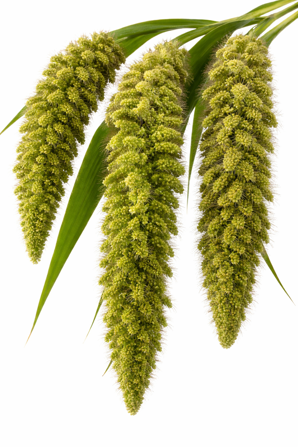Setaria italica | Foxtail Millet | Ornamental Grass therapyofflowers.com