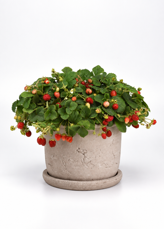Fragaria x ananassa Fresca | Strawberry