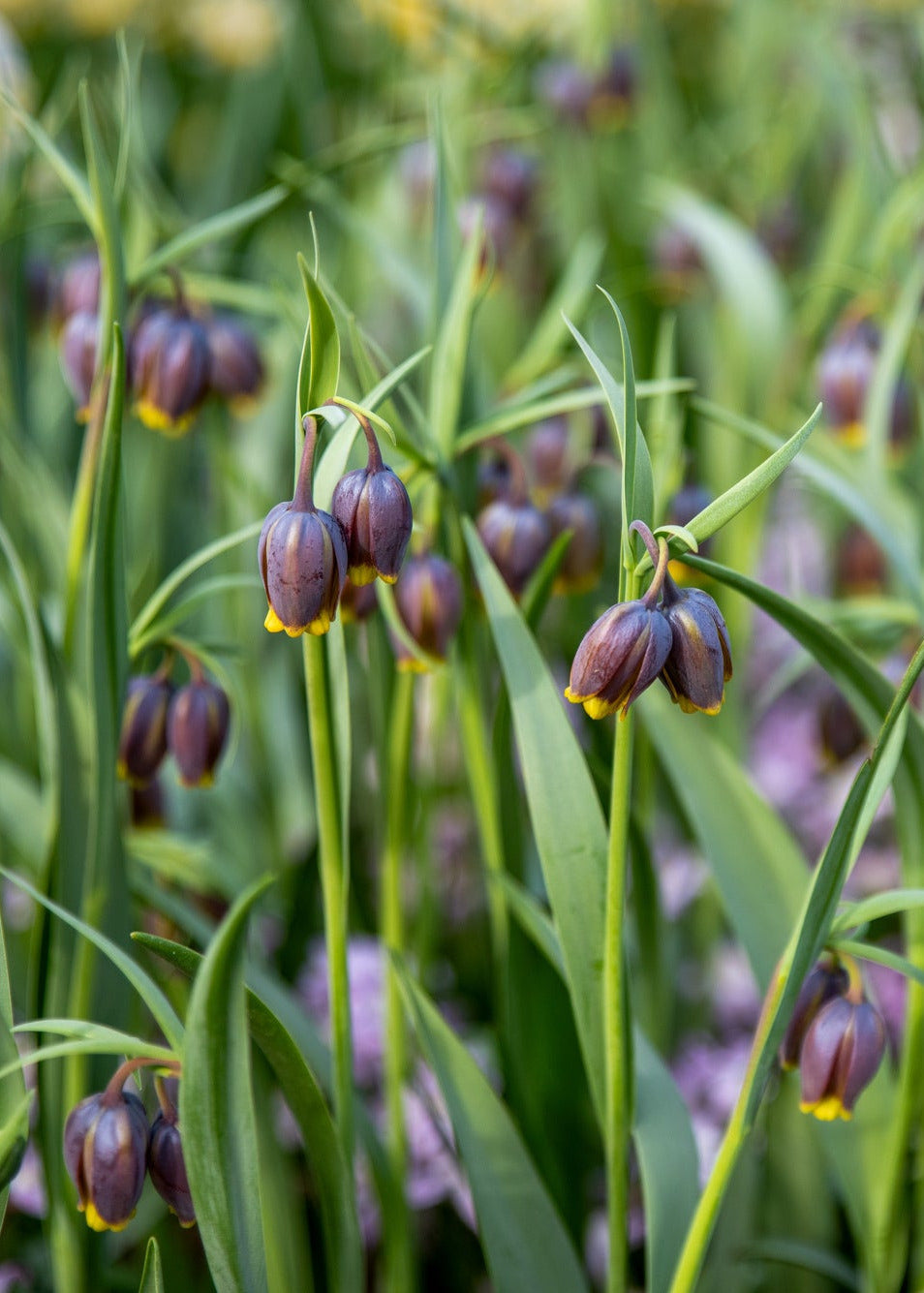 
Fritillaria uva-vulpis
