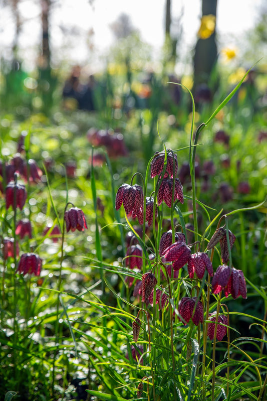 Fritillaria meleagris MIX | Snake's head fritillary therapyofflowers.com