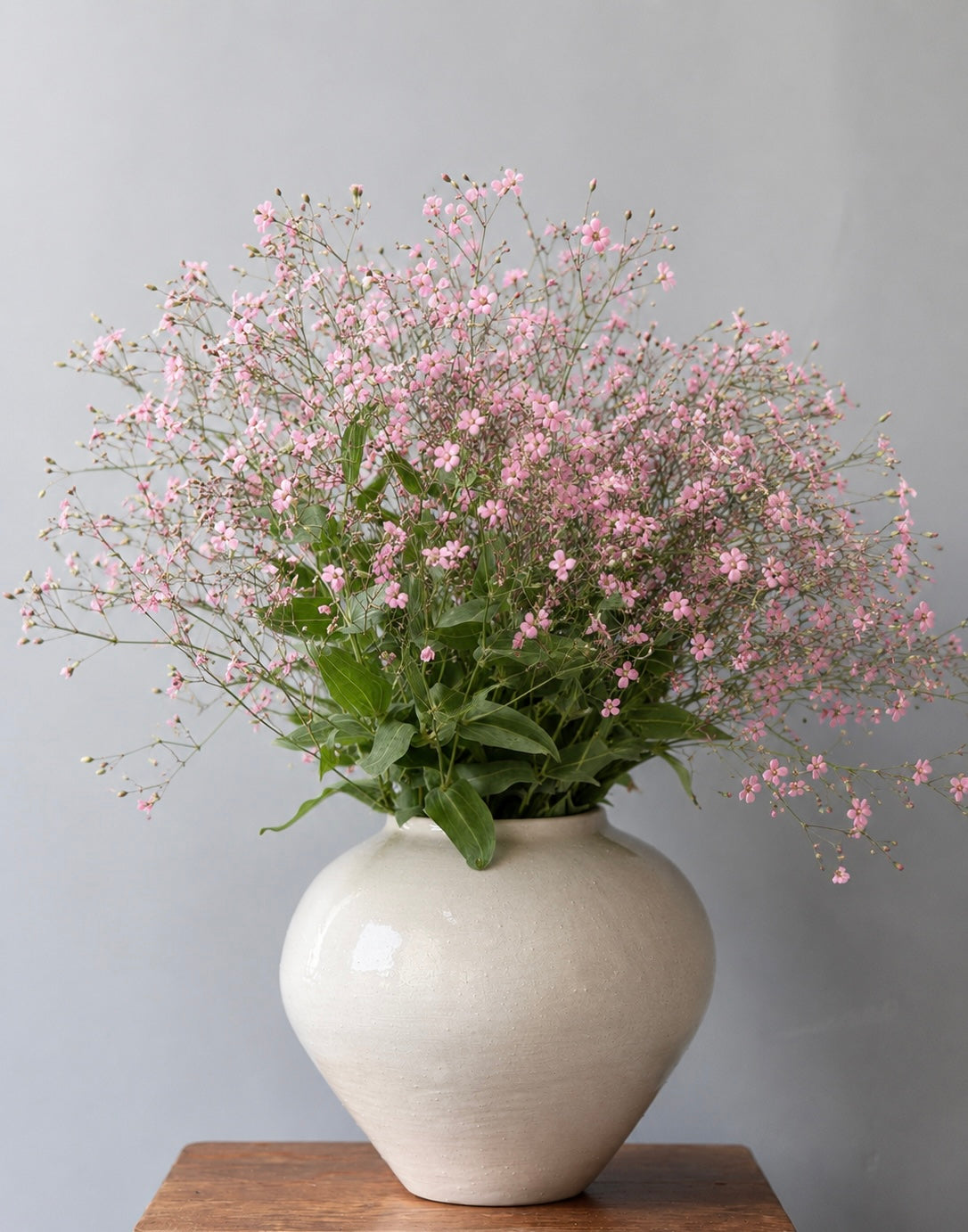 Saponaria vaccaria Pink Beauty | Cowcockle therapyofflowers.com