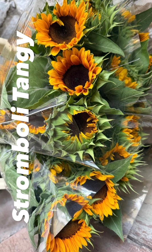 Sunflower Stromboli Tangy F1 | Helianthus annuus therapyofflowers.com
