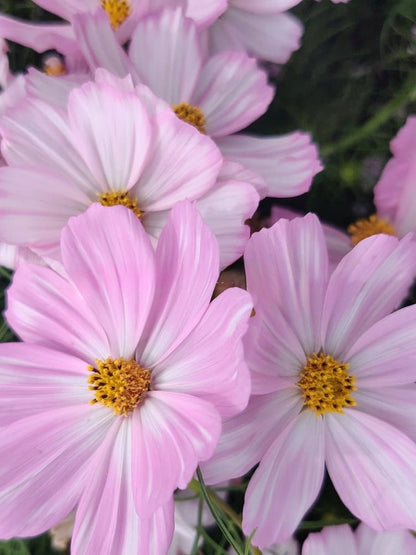 Cosmos bipinnatus Cosimo Pink White | Garden Cosmos | H 50–60 cm therapyofflowers.com
