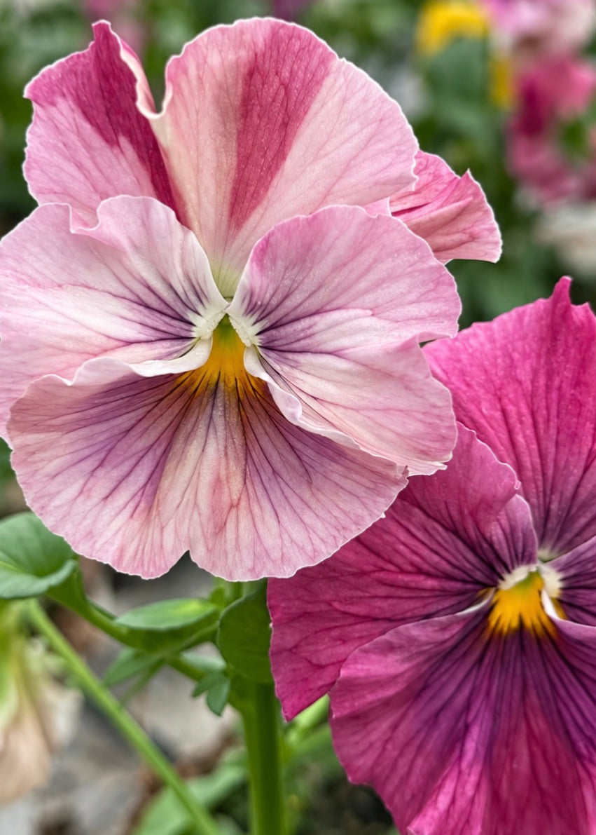 Viola x wittrockiana Chianti mixed F1 | Pansy therapyofflowers.com