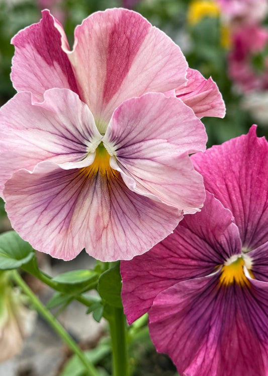 Viola x wittrockiana Chianti mixed F1 | Pansy therapyofflowers.com