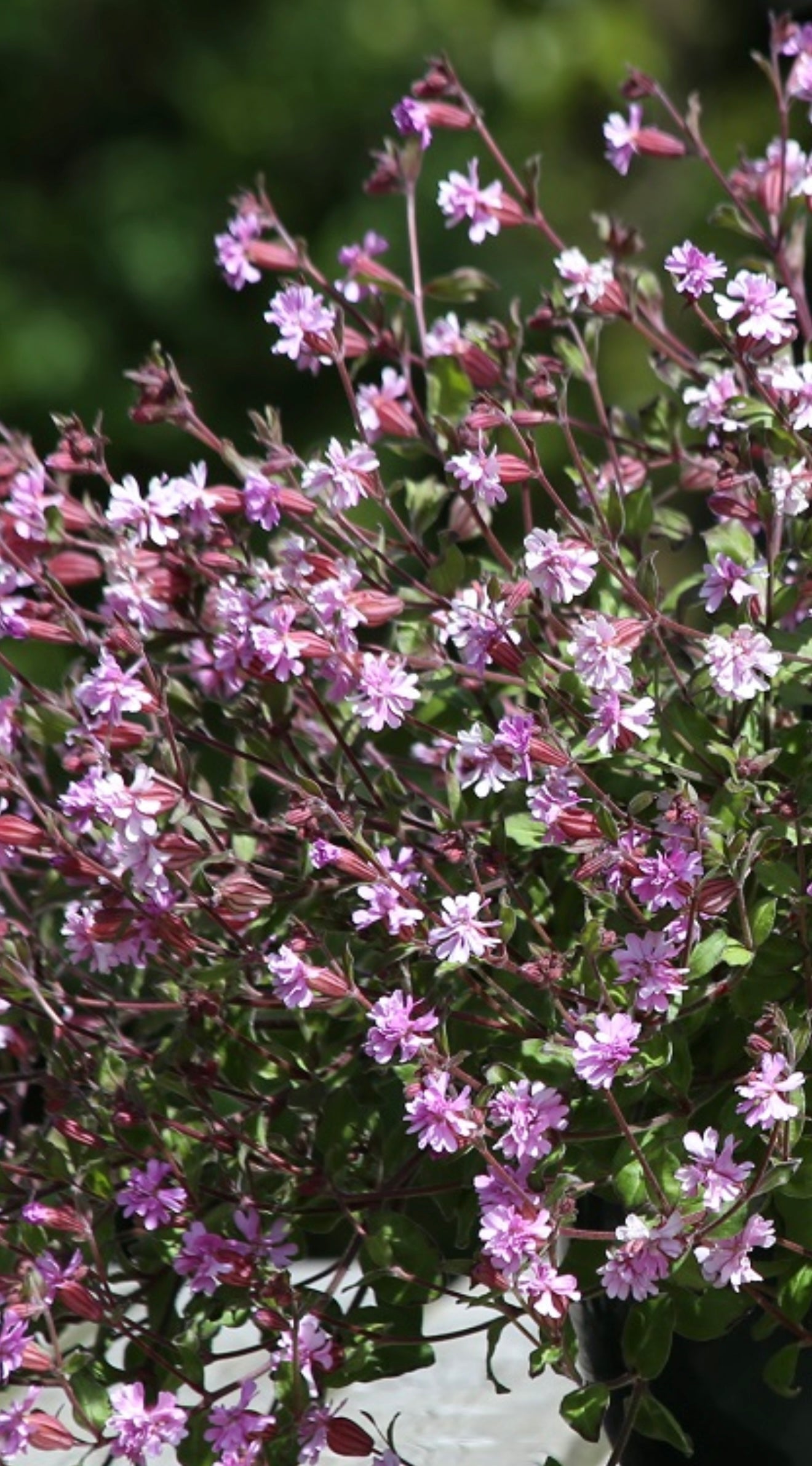Silene pendula Sibella Lilac | Nodding Catchfly therapyofflowers.com