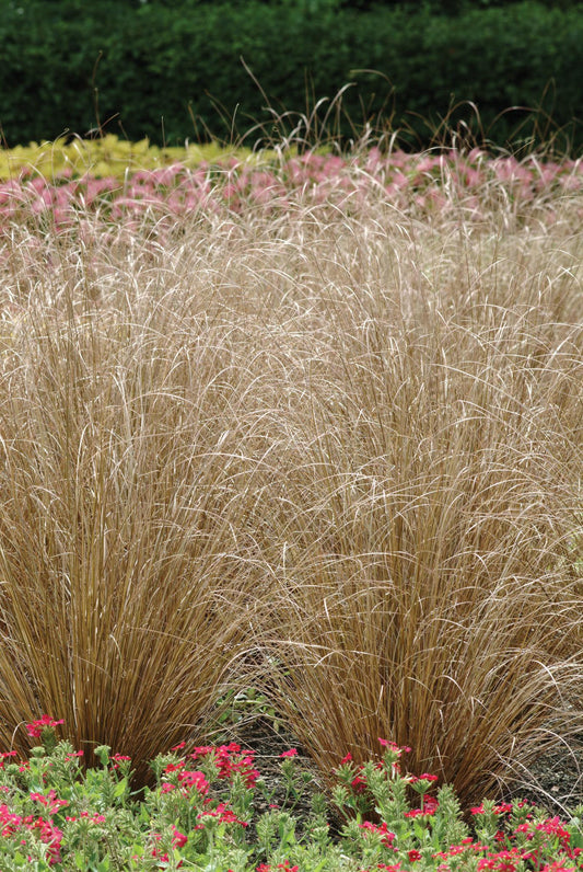 Carex comans Bronco | New Zealand Hairy Sedge | Pelleted