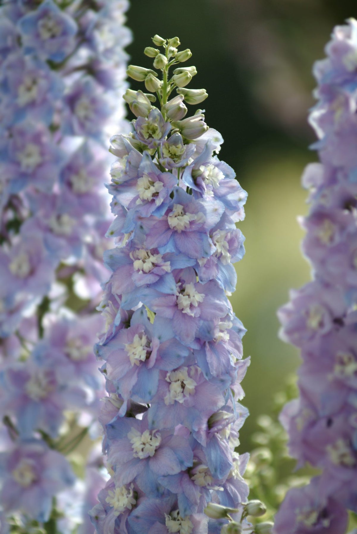Ostróżka wyniosła Guardian Lavender F1 | Delphinium elatum