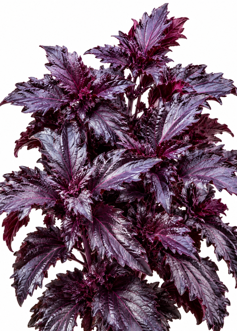 Baziliks Purple Ruffles | Ocimum basilicum | Violetais Baziliks