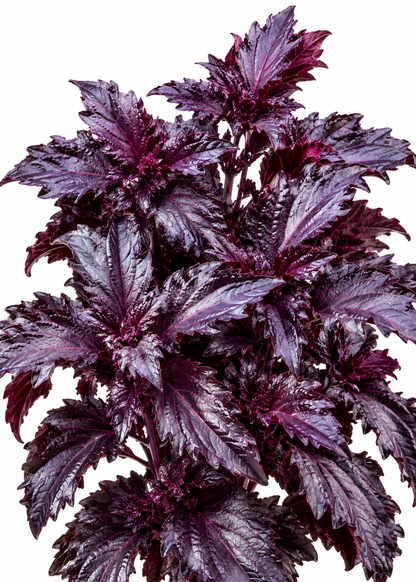 Baziliks Purple Ruffles | Ocimum basilicum | Violetais Baziliks